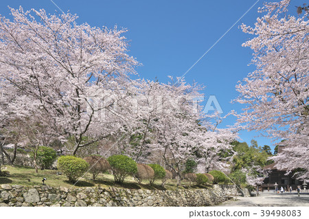 麻 - 寺 39498083