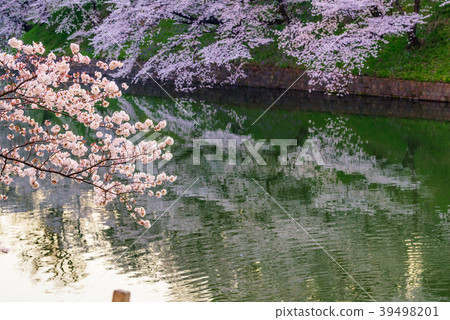 櫻花盛開 櫻花盛開 39498201