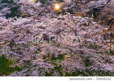 櫻花盛開 櫻花盛開 39498202