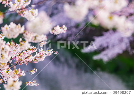 櫻花盛開 櫻花盛開 39498207
