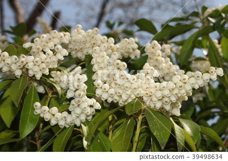 Acebi flower 39498634