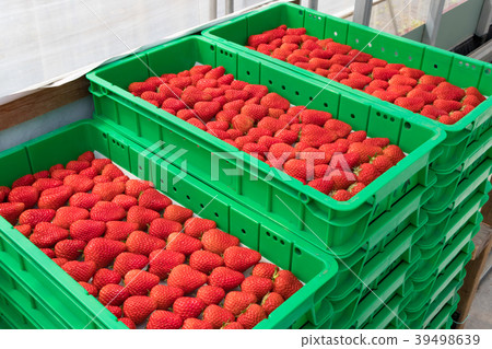 Shizuoka Prefecture Izunokuni City Strawberry Farmer Shizuoka Prefecture Izunokuni City Strawberry Farmer 39498639