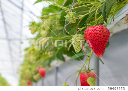 Shizuoka Prefecture Izunokuni City Strawberry Farmer Shizuoka Prefecture Izunokuni City Strawberry Farmer 39498653