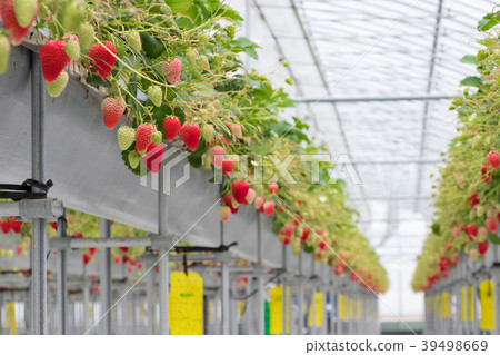 Shizuoka Prefecture Izunokuni City Strawberry Farmer 39498669