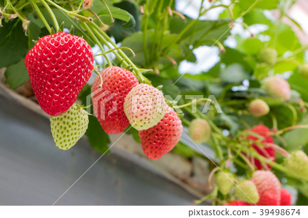 Shizuoka Prefecture Izunokuni City Strawberry Farmer Shizuoka Prefecture Izunokuni City Strawberry Farmer 39498674