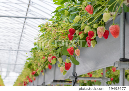 Shizuoka Prefecture Izunokuni City Strawberry Farmer 39498677