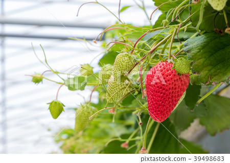 Shizuoka Prefecture Izunokuni City Strawberry Farmer Shizuoka Prefecture Izunokuni City Strawberry Farmer 39498683