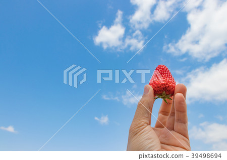 Freshly harvested strawberries 39498694