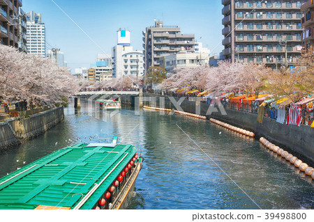 從Sueyoshi Bridge到神岡川大岡河橫濱市盛開的櫻花盛開 39498800