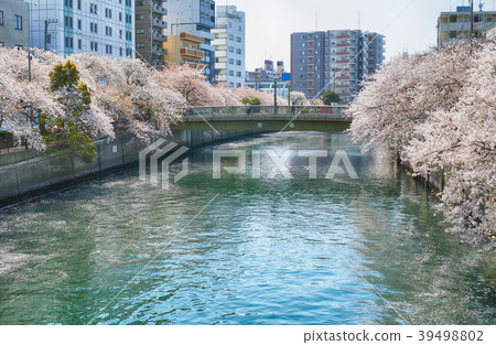 從大田橋到神岡川大岡河橫濱市盛開的櫻花盛開 39498802