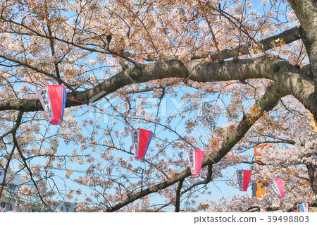 在神奈川縣大岡河橫濱市盛開的櫻花和燈籠 39498803