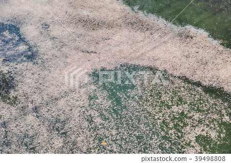 櫻花花瓣漂浮在神奈川縣橫濱市的河 39498808