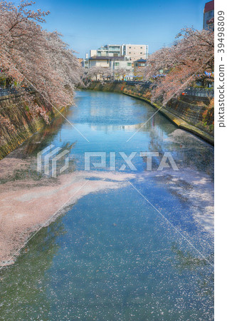 神奈川縣橫濱市兩岸的櫻花和花瓣盛開的河流 39498809