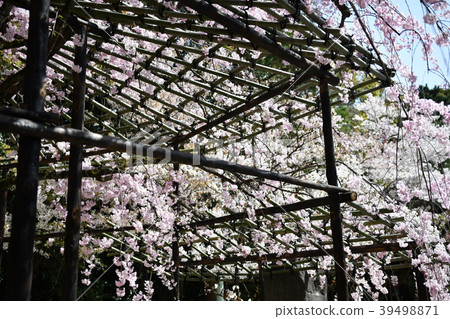京都伏見Okonomiya神社 京都伏見Okonomiya神社 39498871