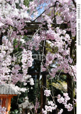 京都伏見Okonomiya神社 京都伏見Okonomiya神社 39498872