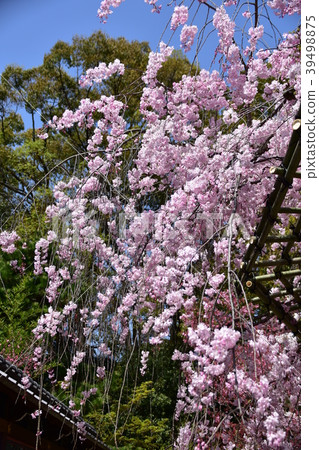 京都伏見Okonomiya神社 京都伏見Okonomiya神社 39498875