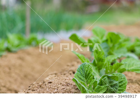 農場工作風景在春天 39498917