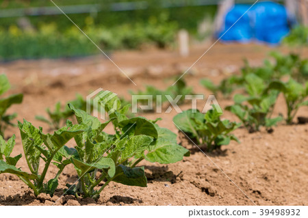 Farm work landscape in spring Farm work landscape in spring 39498932