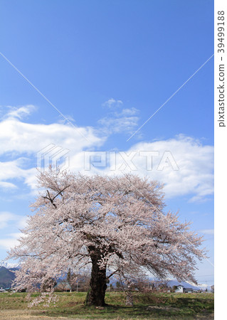 One cherry tree of Suma in Omachi shi Nagano prefecture 39499188