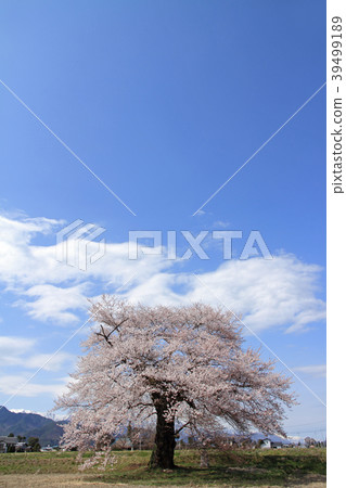 在大町市長野縣的Suma的一棵櫻花樹 39499189