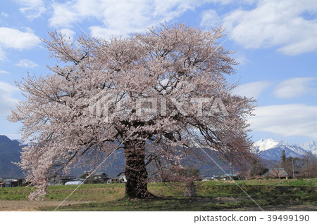 在大町市長野縣的Suma的一棵櫻花樹 在大町市長野縣的Suma的一棵櫻花樹 39499190