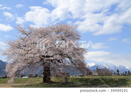 One cherry tree of Suma in Omachi shi Nagano prefecture One cherry tree of Suma in Omachi shi Nagano prefecture 39499191