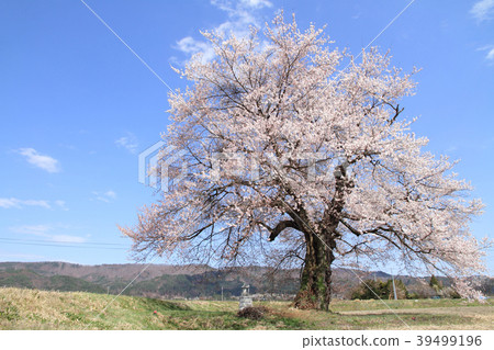 在大町市長野縣的Suma的一棵櫻花樹 在大町市長野縣的Suma的一棵櫻花樹 39499196