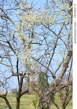 Prune flower in full bloom Prune flower in full bloom 39499217