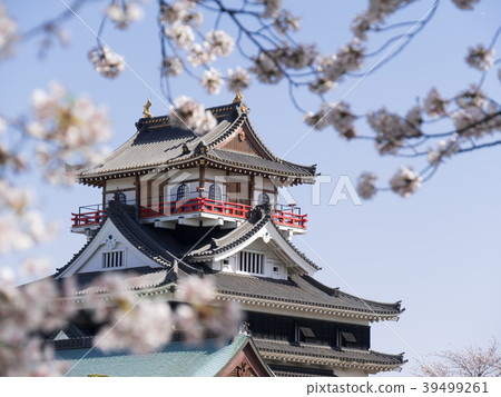 清州城堡和櫻花從Gojo河的另一邊 39499261