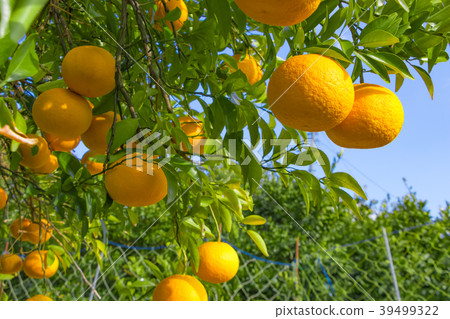 Summertime orange Summertime orange 39499322