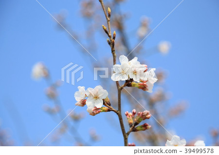Sakura bloomed Sakura bloomed 39499578