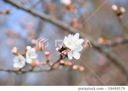 Sakura bloomed Sakura bloomed 39499579