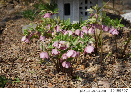 Spring flower Spring flower 39499797