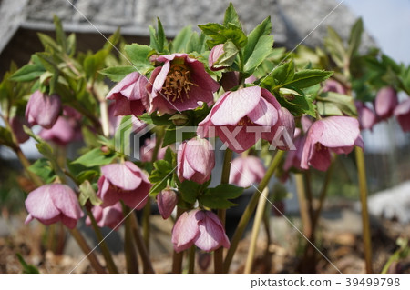 Spring flower Spring flower 39499798