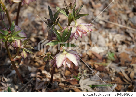 Spring flower Spring flower 39499800