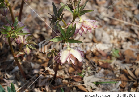 Spring flower Spring flower 39499801