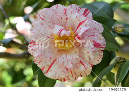 山茶花（舊金柱） 39499879