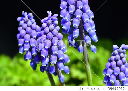 Muscari flowers 39499912
