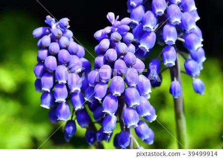 Muscari flowers 39499914