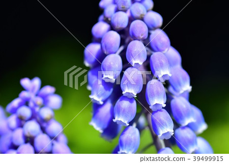 Muscari flowers 39499915
