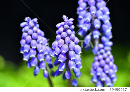 Muscari flowers 39499917