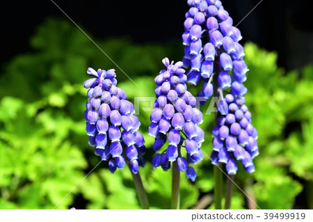 Muscari flowers Muscari flowers 39499919