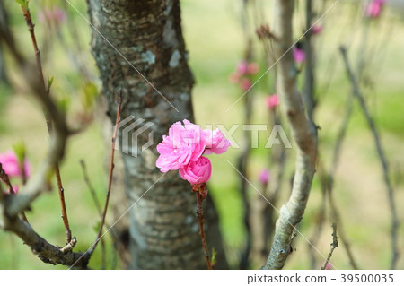 Flowering peach blossoms 39500035