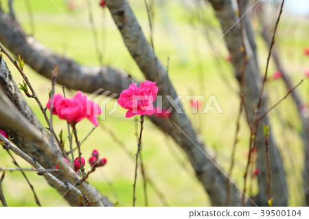 開花的桃花 39500104