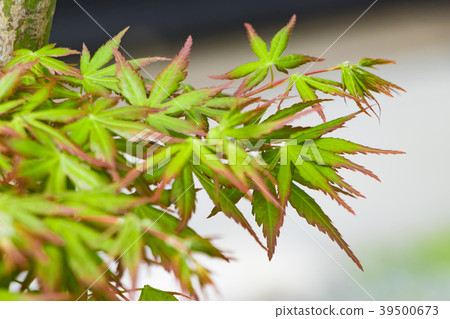Fresh green (Momiji) Eco image Fresh green (Momiji) Eco image 39500673