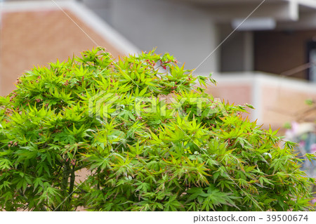 Fresh green (Momiji) Eco image Fresh green (Momiji) Eco image 39500674
