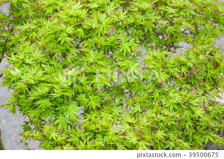 新鮮的綠色(Momiji)生態形象 新鮮的綠色(Momiji)生態形象 39500675