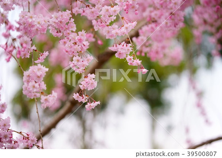 13 under the big tree of cherry blossoms 13 under the big tree of cherry blossoms 39500807