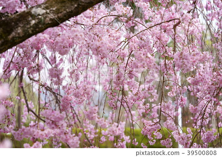 Ranbu/weeping cherry tree 12 Ranbu/weeping cherry tree 12 39500808