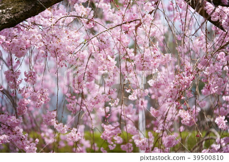 Random dance, weeping cherry tree 15 Random dance, weeping cherry tree 15 39500810